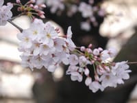 ♪桜並木から石切神社へ春の散策～♪