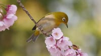 大仙公園の大寒桜とメジロ（２０２１年３月１４日）動画