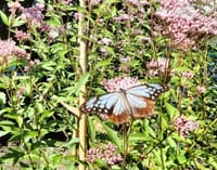 "旅する蝶” アサギマダラが我が菜園に飛来！