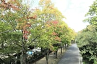 東山植物園　温室＆秋バラ