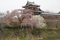 大和郡山城跡の桜と薬師寺両塔遠景