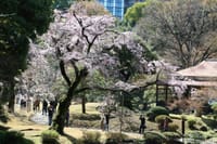 小石川後楽園の枝垂れ桜2023