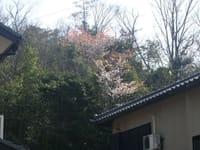 東の丘の桜の観桜