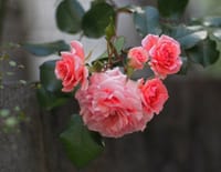 薔薇園に行かなくとも初々しい薄紅色の春薔薇の魅力・・・