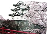 21日から　弘前城桜祭り