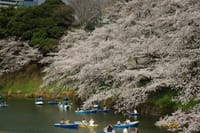 2021年3月26日千鳥ヶ淵の桜など…
