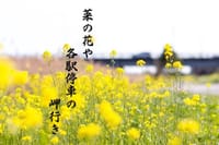 『日々の俳句』菜の花