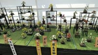 第３９回日本菊花全国大会　 小品盆栽花壇の部「国華園・二色の浜店」（２０２２年１１月８日）LUMIX DC S5