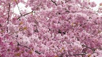 ＪＲ百舌鳥駅のオオカンザクラ・大寒桜（２０１８年３月１９日）