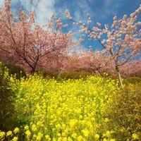 梅と河津桜の花見をはしごする！イベント