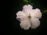 今宵のオシロイバナ二輪の開花　小雨後の観察