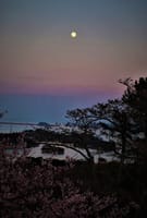たった１本だけが満開の桜だった朧月夜の松島