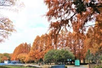 秋も終盤❓の庄内緑地公園の「紅葉」