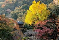 ベストシーズンに行く関東の高野山「浄因寺｣と足利近郊名所めぐり