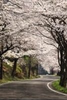 4/7(日)【琵琶湖1周ツー】奥琵琶湖パークウェイの桜のトンネルを走ろう！
