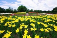 「札幌の百合が原公園 と八紘学園花菖蒲園 の花々」