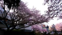 満開から散り初めへ･･･相模原市内の桜