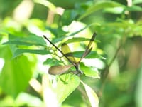 ハグロトンボ（羽黒蜻蛉）