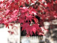 【定光寺】2020年11月18日 「由緒あるお寺と鮮やかな紅葉のコントラスト」