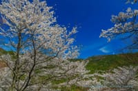 山の花道の桜＠芦ヶ久保