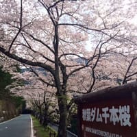 春爛漫・県道で行く秋葉ダム千本桜ツーリング