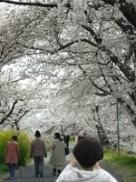 「広陵町葛城川の桜」お花見に行きました