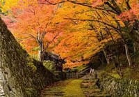 平日版　志賀・湖東三山など　と奈良の紅葉を楽しみましょう。