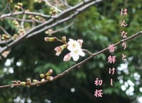季語三春「初桜」（二句）