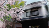 【絶好の桜】土浦城址と城下町めぐり