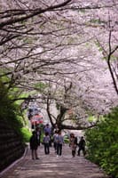 糸島の桜の名所【笹山公園】でお花見