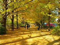 昭和の森イチョウ並木と国営昭和記念公園を訪ねる♪