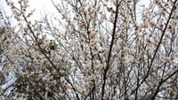 大仙公園の梅（２０１８年２月２１日）