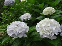 梅雨もまた楽し(2) 岡山自宅、梅雨には白の花が良く似合う