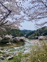 岩倉峡の桜