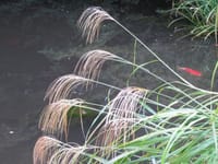 写真は、根津美術館の庭園です。ススキ、鯉、紅葉、ジャコウアゲハ