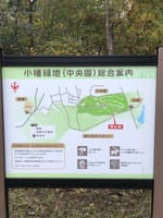 小幡緑地 中央園 2021年11月18日(木) 今日は運動不足解消に水生園・野鳥観察の森（中央園）を散策。