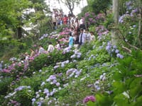 北鎌倉の紫陽花と文学館・社寺巡りのご案内