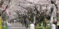 RevUp1.東京の桜、海辺のヴォーキング(1週間延期で4月2日実施します)