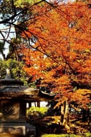 竹ノ塚花畑にある「花水亭」では紅葉が始まった