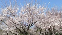 大仙公園の梅の花（２０２３年３月６日）LUMIX DMC FZ1000