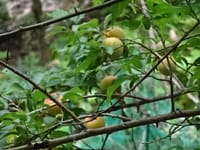 梅雨もまた楽し(7)徳島牟岐暮らし、梅雨は梅の収穫期、豊後梅を収穫し果実酒、シロップ漬に
