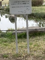 川名公園のビオトープ