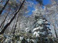 雪が降った守屋山1650ｍ（1月13日）