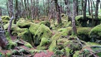 神秘的な苔の森　白駒池〜天狗岳（北八ヶ岳）
