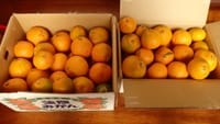 今年の柑橘類
