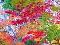 写真３枚は、秋の日比谷公園、毛利庭園の紅葉、椿山荘・冠木門の紅葉