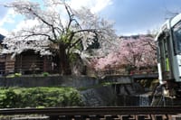 咲花温泉の桜