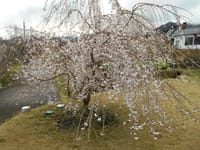第２２７８話　枝垂れ桜がほぼ満開