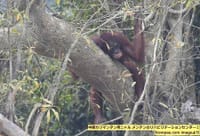 （ヘイズ継続-06）「煙害、カリマンタンのオランウータンは呼吸器系感染症」  “Kabut Asap, Orangutan di Kalimantan Terjangkit Infeksi Pernapasan”