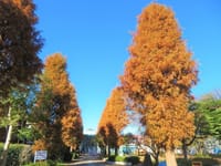 高津図書館前のメタセコイア並木、セキレイ、トキワサンザシ